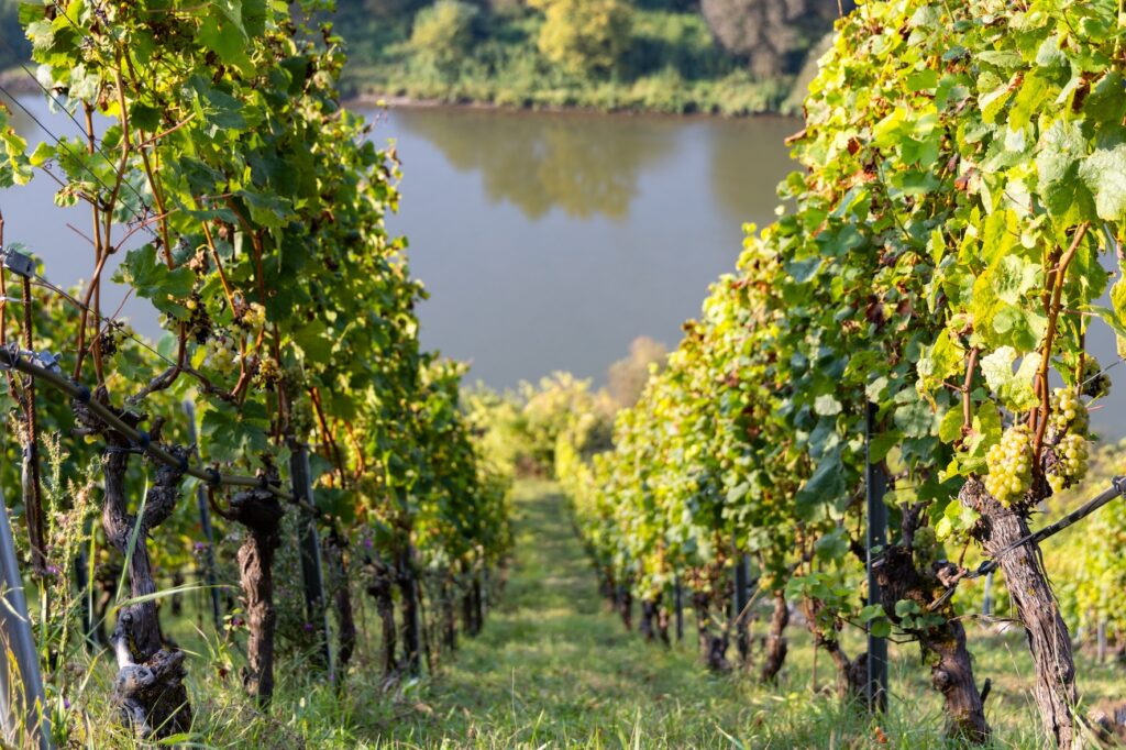 Eau et agriculture bio : un cercle vertueux à cultiver ©Being Organic in EU