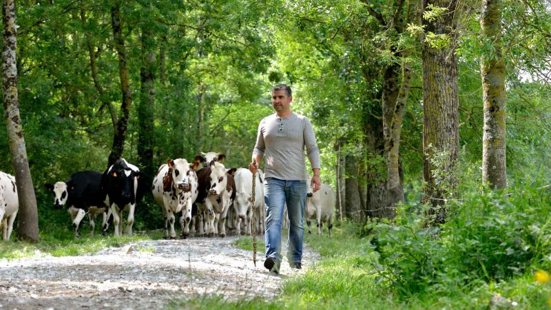 Producteur de lait qui promène ses vaches en forêt