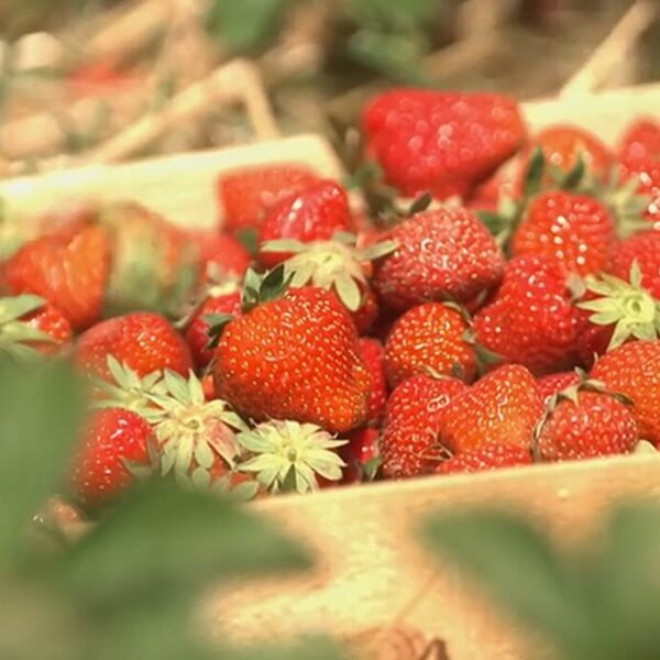 Fraises des Monts du Lyonnais